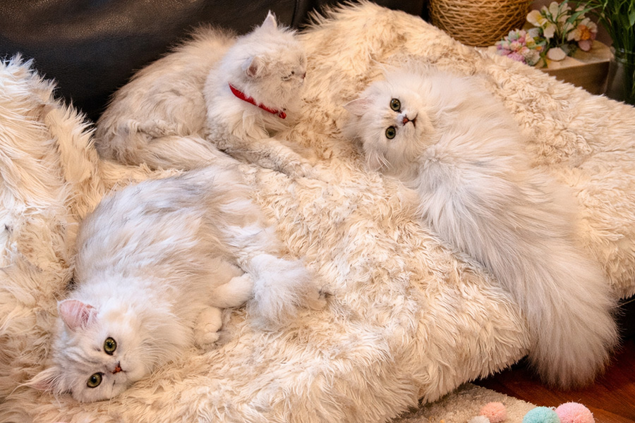Three white Persian kittens resting together on a soft cream blanket, showcasing their fluffy coats, round faces, and calm temperament