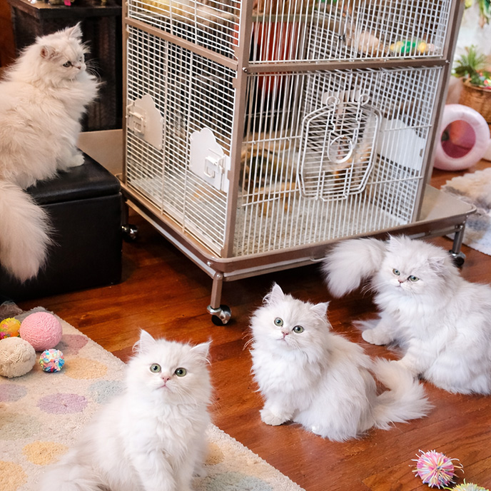 Decades of Breeding Knowledge Across Multiple Breeds