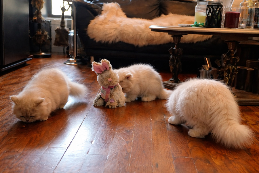 Three fluffy Persian kittens playing together on a hardwood floor with a plush toy in a cozy living room